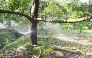Cây sầu riêng ở Vĩnh Long nhiều người ví như cây tiền tỷ, cách chăm sóc cây sau hạn mặn thế nào?