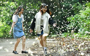 Trong một khu rừng thuộc 3 tỉnh Ninh Bình, Thanh Hóa, Hòa Bình, cứ mưa xuống nắng lên là bướm trắng xuất hiện