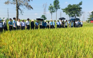 Hội Nông dân Hưng Yên, Bắc Ninh trao đổi kinh nghiệm vận động nông dân canh tác lúa thân thiện môi trường