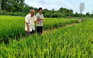 Một HTX ở Long An trồng lúa kiểu gì mà nông dân chắc cú có lời trước khi sạ lúa giống?