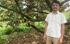Một nông dân Lâm Đồng trồng sầu riêng hướng hữu cơ kiểu gì mà sắp tới bán ra hàng tấn?