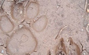Vụ phát hiện 2 cá thể nghi là hổ tại Sơn La: Ngành chức năng nói gì?