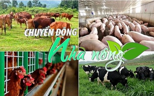 Chuyển động Nhà nông 11/6: Khuyến khích tái sử dụng chất thải trong chăn nuôi