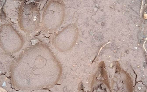Vụ phát hiện 2 cá thể nghi là hổ tại Sơn La: Cục Kiểm lâm khẳng định, khả năng cao không phải là hổ