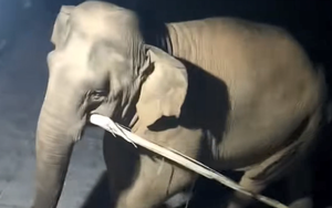 Video ghi cảnh một con voi rừng xông vào làng ăn cây chuối, phá tài sản của dân Quỳ Hợp ở Nghệ An