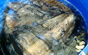 Loại cá chép thường nuôi thành cá đặc sản đang tăng giá tốt ở Vĩnh Long, bắt lên là bán 150-160.000 đồng/kg