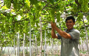 Ở Ninh Thuận, "làm nhà" cho cây nho kiểu gì mà nhìn đâu cũng thấy trái, thương lái vô ra tấp nập?