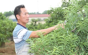 Đào chết khô, người dân làng đào Cam Giá Thái Nguyên khóc ròng vì trắng tay - Ảnh 11.