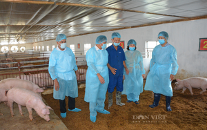 Có đàn gia cầm, đàn lợn top đầu thế giới, vì sao Việt Nam vẫn chưa xuất khẩu được nhiều?
