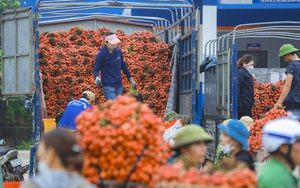 Nông dân Bắc Giang trắng đêm thu hoạch vải thiều, chở đi bán từ tờ mờ sáng