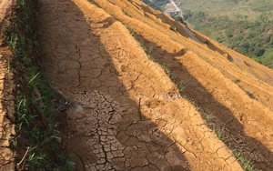 Mưa lớn bất ngờ, nông dân, cây trồng ở Lào Cai &quot;giải tỏa cơn khát&quot; sau nhiều tháng khô hạn