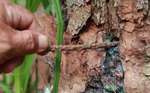 Tỉnh Lâm Đồng chỉ đạo tìm cách cứu chữa rừng thông ba lá bị &quot;đầu độc&quot; sau khi Báo Dân Việt phản ánh