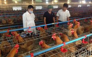 Hợp tác xây dựng chuỗi thịt gà hướng tới xuất khẩu