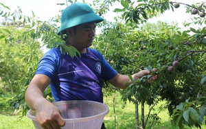 Nông dân vùng cao Bắc Hà vào vụ thu hoạch mận tam hoa