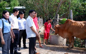 Tín dụng Ngân hàng CSXH giúp nông dân Tây Ninh thoát nghèo, vươn lên khá giả bằng các mô hình kinh tế hiệu quả