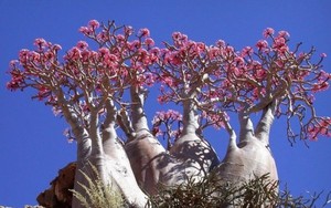 Những loài cây có hình dáng, màu sắc rất kỳ lạ, ngỡ chỉ có trong phim ảnh