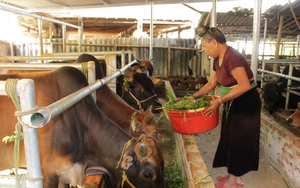 Khuyến nông thay đổi tư duy và hành động, xây dựng hình ảnh người nông dân chuyên nghiệp