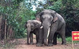 Cách nào để Đồng Nai ngăn chặn xung đột giữa người và đàn voi rừng ở Định Quán?