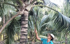 Trồng thứ cây một thân tỏa ra vô số lá, trái ra từng chùm, nông dân Bình Định hái bán rủng rỉnh tiền