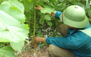 Cây gai xanh: Giúp đồng bào dân tộc thiểu số Sơn La  chuyển đổi cây trồng hiệu quả