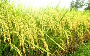 Dư địa tăng giá gạo vẫn lớn, xuất khẩu gạo tiếp tục lập kỷ lục
