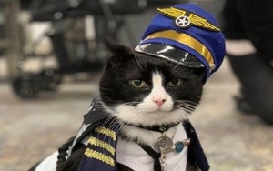 Sân bay thuê mèo làm nhân viên