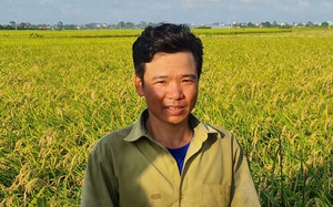 Ở một huyện của tỉnh Thái Bình có 400 hộ cấy từ 2 mẫu lúa, hộ nhiều lên đến 50 mẫu