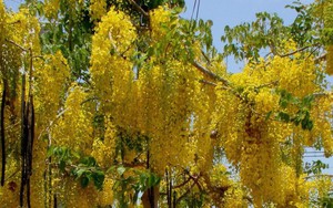 Ven đường phố ở Phan Thiết của Bình Thuận có một thứ cây tên lạ treo rủ hoa vàng, ai cũng ngắm nhìn đắm say
