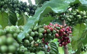 Giá cà phê nội có tuần tăng, sản xuất Robusta vẫn bị &quot;đe dọa&quot;