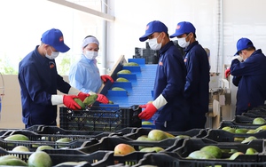 Sơn La: Nâng cao chất lượng sản phẩm nông nghiệp