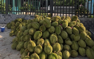 Loại cây ăn trái đặc sản nào đang được trồng nhiều nhất ở huyện Cái Bè của Tiền Giang?