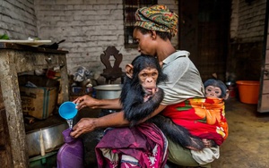 Bức ảnh tinh tinh tinh quấn người thắng giải nhiếp ảnh hoang dã đẹp nhất năm