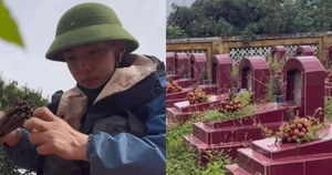 Chàng trai ở Bắc Giang mang hơn 100kg vải thiều viếng nghĩa trang liệt sĩ
