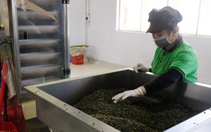 Lâm Đồng: Sở Công Thương báo cáo thông tin về sử dụng hóa chất nhuộm chè xuất khẩu