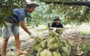 Một nơi gọi là &quot;xã tỷ phú&quot; ở Lâm Đồng dân trồng sầu riêng đầy trái to, hễ hái là bán giá hời