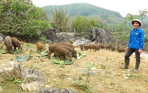 Nuôi la liệt lợn rừng lai nhai lá chuối rau ráu, một anh nông dân đất Yên Lập ở Phú Thọ kiếm bộn tiền