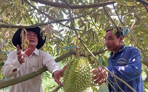 Trúng mùa, dân nơi này ở Kiên Giang bán vô số trái sầu riêng ngon, có nhà lời tiền tỷ