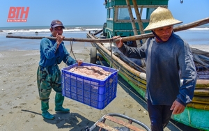 Mới đầu mùa nhưng ruốc đã có nhiều, ngư dân Thanh Hóa vươn khơi để kiếm lộc, phấn khởi ra mặt