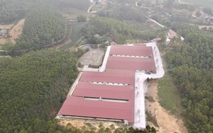 Hơn 7.700m2 đất trồng rừng bị phù phép thành trang trại chăn nuôi lợn ở Sông Lô, Vĩnh Phúc