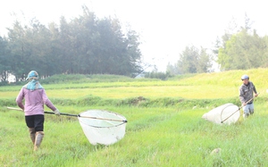 Vượt 130km từ Nghệ An sang Hà Tĩnh để săn "tôm bay" béo tròn, cặp vợ chồng thu gần 1 triệu mỗi ngày