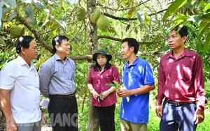 Trồng sầu riêng giống gì mà nông dân một nơi ở Kiên Giang bán lẻ giá 280.000 đồng/kg?