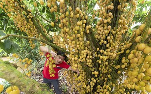 Vườn ở một nơi của Đồng Nai thấy cây treo vô số quả vàng,  khách vào ra tấp nập, trồng dễ như ăn kẹo
