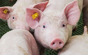 Lượng cung vẫn đang ghi nhận bị thiếu hụt, dự kiến giá lợn hơi sắp cán mốc 65.000 đồng/kg