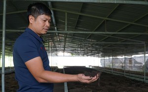 Một anh nông dân Thanh Hóa thu lời 500 triệu/năm nhờ nuôi giun quế