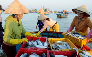 Chợ biển độc lạ ở Hà Tĩnh, người mua kẻ bán họp trong bóng tối, bật đèn pin chọn mực, đếm tiền - Ảnh 17.