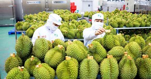 Rau quả Việt xuất ngoại tăng cao kỷ lục