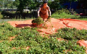 Nắng nóng, một loại rau mọc dại ở Nghệ An có công dụng giải độc có bao nhiêu cũng tiêu thụ hết