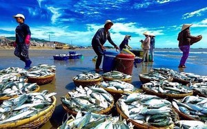 Đơn hàng xuất khẩu sụt giảm, lãi suất đè nặng: Vasep kiến nghị sớm có gói kích cầu hỗ trợ ngành thủy sản 
