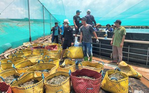 Xuất khẩu thủy sản giảm 30%, giá tôm nguyên liệu "lao dốc", điều gì đang xảy ra với ngành thủy sản Việt Nam?