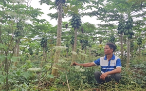 Phá thế độc canh chuyển sang đa canh ở Gia Lai, nông dân làm như vậy có "lợi lộc" gì?